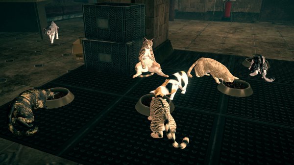 制作人解释《异界锁链》猫多的原因 爱猫不需要理由